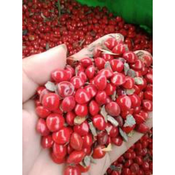 Hạt cây cam thảo dây và hạt ràng ràng công trình