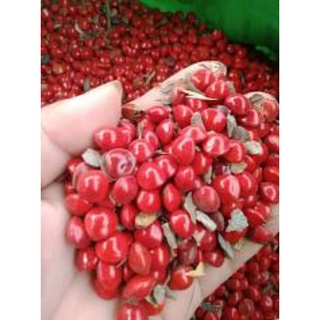 Hạt cây cam thảo dây và hạt ràng ràng công trình