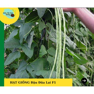 Hot hạt giống đậu đũa 20gram