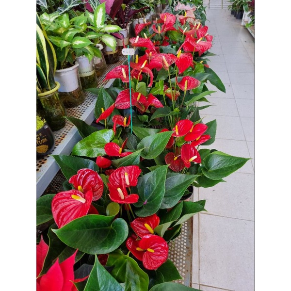 Chậu Cây hồng môn đỏ - giống siêu bông