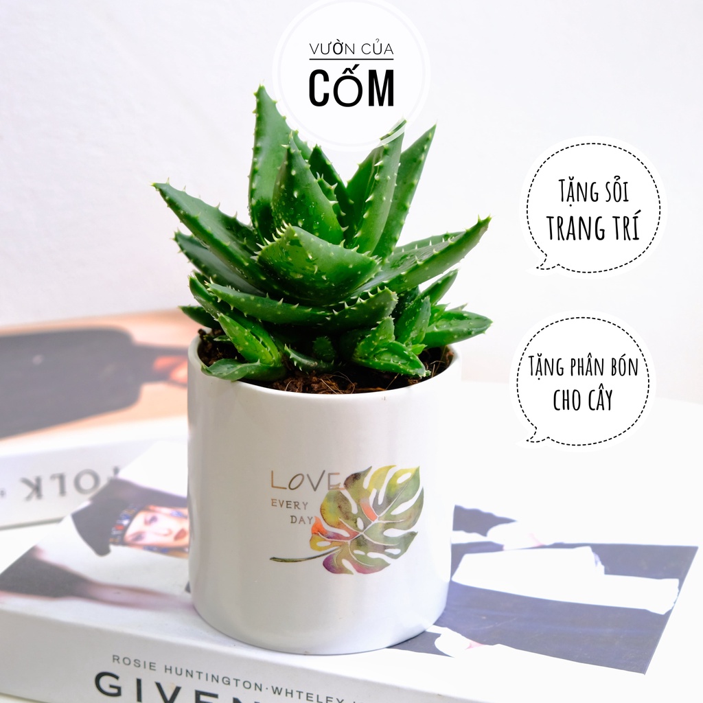 Cây Nha Đam để bàn kèm chậu sư indecal  . Giúp thanh lọc không khí , mang phong thủy