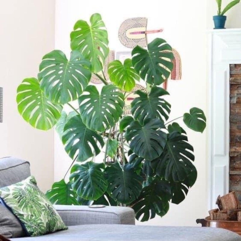 Cây trầu bà lá xẻ leo nhanh, Monstera Borsigiana
