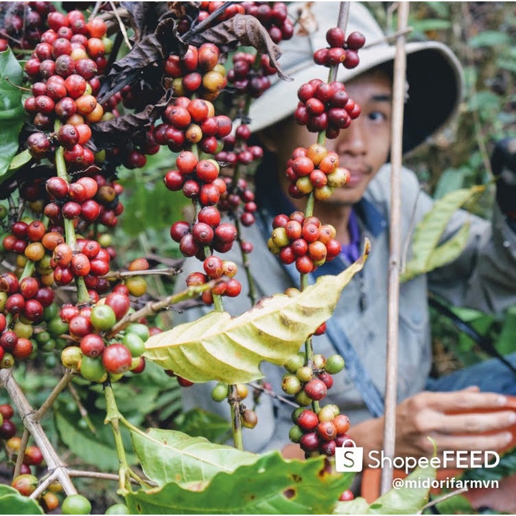 Cà phê sạch Blend 30% Arabica vườn nhà Midori Farm 500g, túi nhôm sang trọng | BigBuy360 - bigbuy360.vn