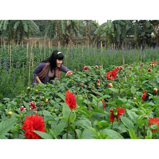 Hoa thược dược mix