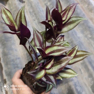 Thài lài tím bạc