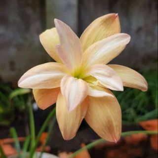 Huệ mưa kép Yanti, Turandot, Lotus, Paradee. 10k/củ size hoa