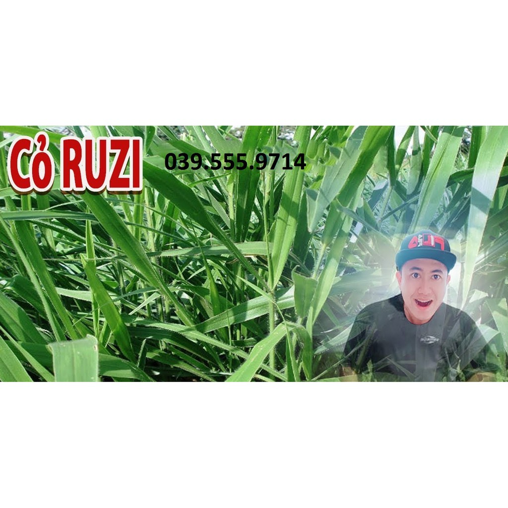 Hạt Cỏ Sả Chịu Giẫm Đạp Ruzi 300g -Cỏ Chăn Nuôi