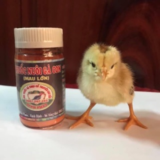 Nuôi Gà Con Mau Lớn Đinh Phát