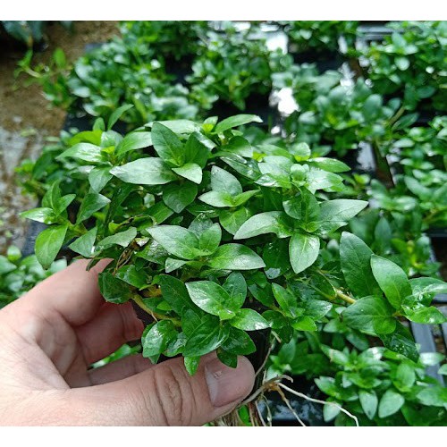 1 giỏ Cây RAU THƠM thủy sinh trồng tiền cảnh- cây thủy sinh dễ chăm sóc