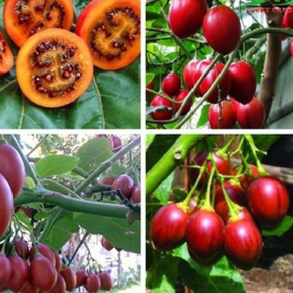 Hạt giống cà chua thân gỗ tamarillo 10 hạt - TẶNG 5 viên nén ươm hạt giống - HG1