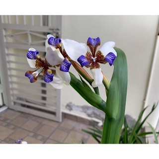 Cây hoa diên vỹ giá sỉ (set 3 cây)