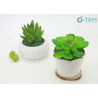 Chậu sen đá giả để bàn số 85