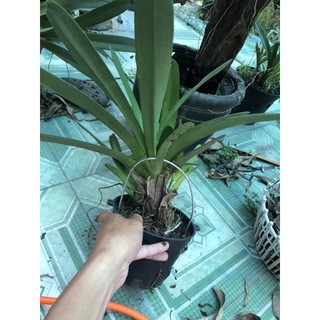 kiếm lùn mặt hoa xổ số