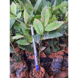 com bo 2 hoa dẻ vàng cây cao 30.40cm