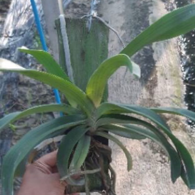 trâu thái bóc trụ cây cỡ trung