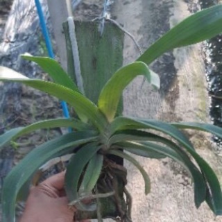trâu thái bóc trụ cây cỡ trung