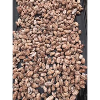 Chuối hột rừng Tây Bắc quả chín cây