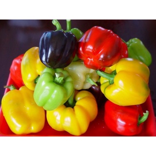 hạt giống ớt chuông mix