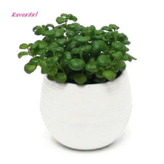 Chậu cây mini