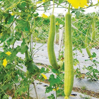 HẠT GIỐNG MƯỚP HƯƠNG F1 - 10 Hạt/ gói