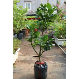 Bưởi da xanh ruột đỏ ( đang trái)