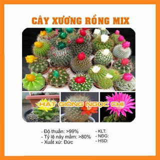 Hạt giống cây xương rồng mix - 20 hạt