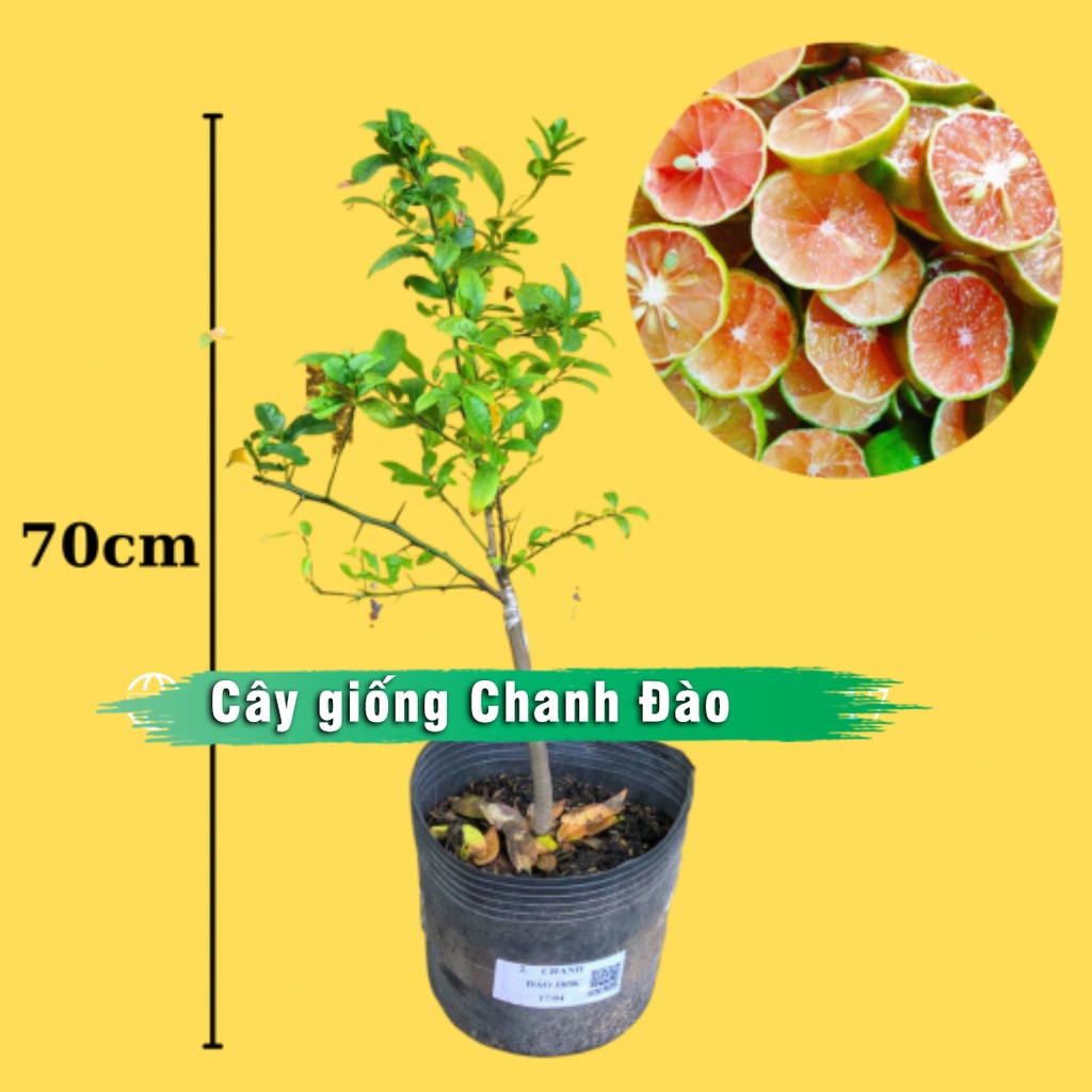 Cây Giống Chanh Đào vỏ mỏng ruột hồng thơm cây giống kèm bầu đất cao 60cm - 80cm dễ trồng & chăm sóc cây cực ít sâu bệnh