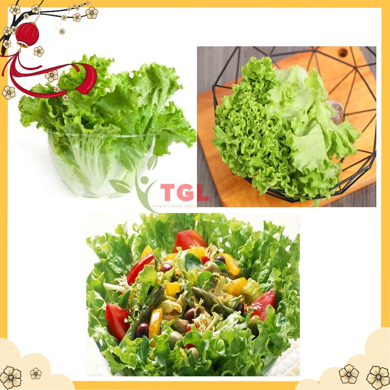 Hạt Giống Xà Lách Xoăn Xanh PD127 Phú Điền- Hạt giống rau củ quả Ngon Ngọt Giòn - Gói 5gr