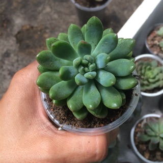 Sen đá thược dược 