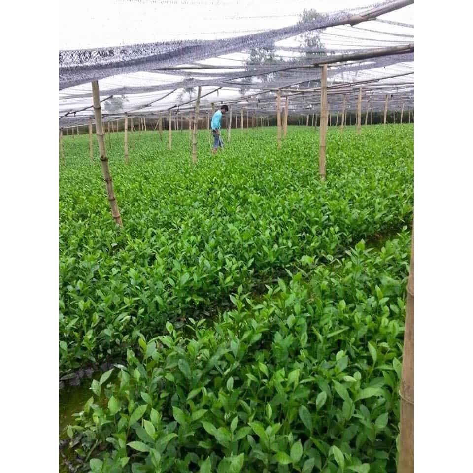 Cây trà xanh - chè xanh thái nguyên - THẾ GIỚI HOA CÂY CẢNH - cao 15cm.