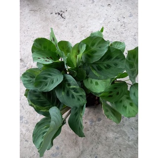 🌲🌳Bộ 5 cây Đuôi Công🌲🌳