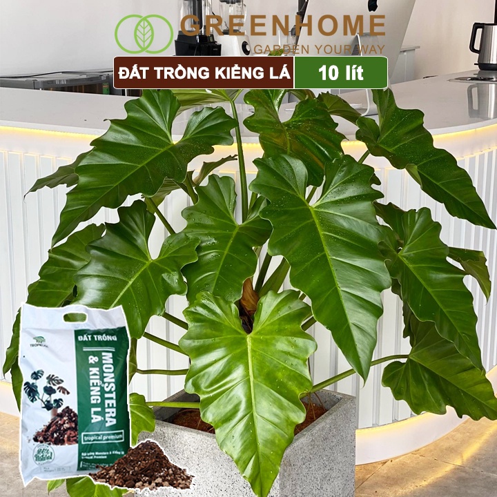 Đất Trồng Kiểng Lá Greenhome, Bao 10 Lít (3kg), Giá Thể Trộn Sẵn, Tiện Lợi Cho Monstera, Rễ Khoẻ, Thân To, Lá Dày