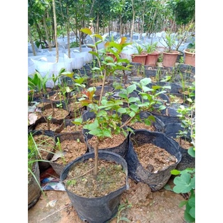 cây giống tường vi
