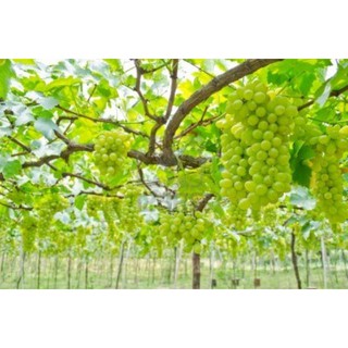Cây nho ta giống ( giống nho leo dàn cực sai quả)