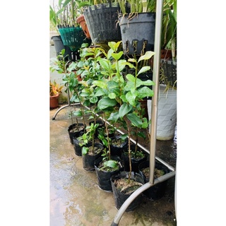 Trà Thâm hồng bát diện cây thoát thân