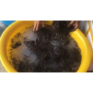 Tinh vôi 98 – siêu sát khuẩn (gói=1kg)