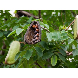Cây Gõ Đỏ thuần chủng f1