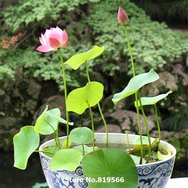 Hạt giống khách tự chọn