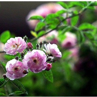 Hạt giống hoa hồng thơm mini  gói 20 hạt (TẶNG gói kích thích hỗ trợ hạt nảy mầm)