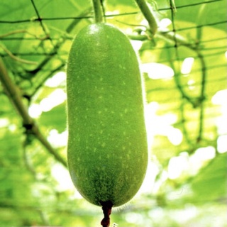 Hạt Giống Bí Đao - Bí Xanh 2gr