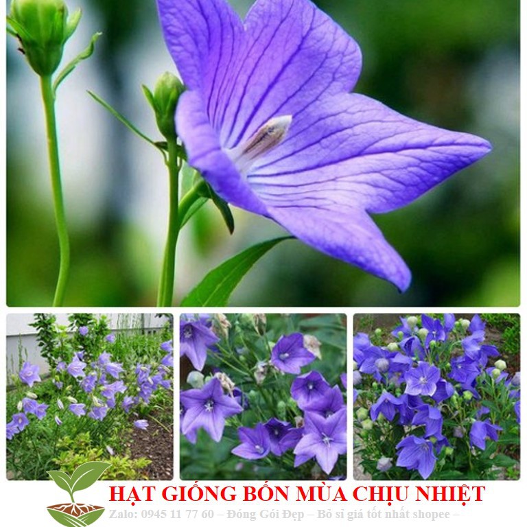 Hạt Giống Hoa cát cánh xanh blue 50 Hạt/ Gói ĐẾN MÙA TRỒNG TẾT