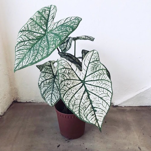 Cây Caladium White Christmas