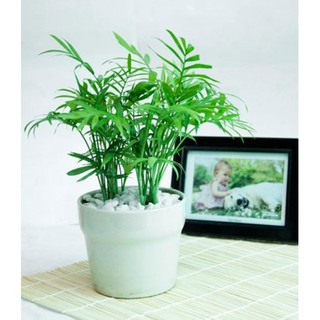Cau Tiểu Trâm để bàn