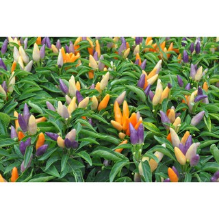 Hạt Giống Ớt Ngũ Sắc nhập khẩu-  chuyên dụng.