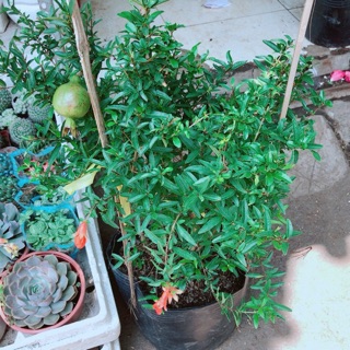 Chậu cây lựu