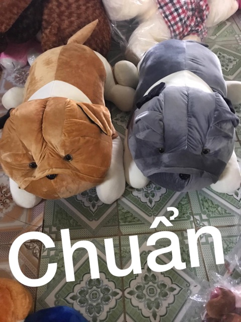 Chó mặt nhăn