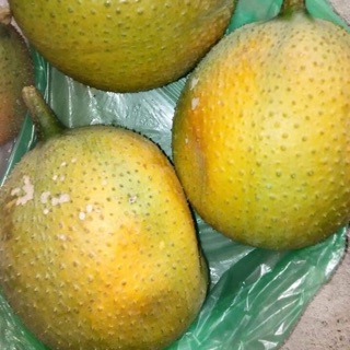 Dầu gấc nhà làm