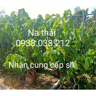 CÂY GIỐNG NA THÁI