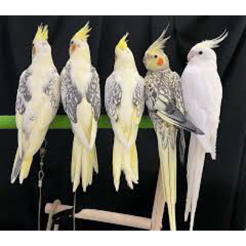 1kg Hạt cho lovebird, Cockatiel, parrotlet, các dòng vẹt nhỏ
