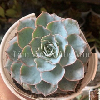 Sen Đá Hồng Phấn 🌸🌸🌸 Size Bầu - Size Trung